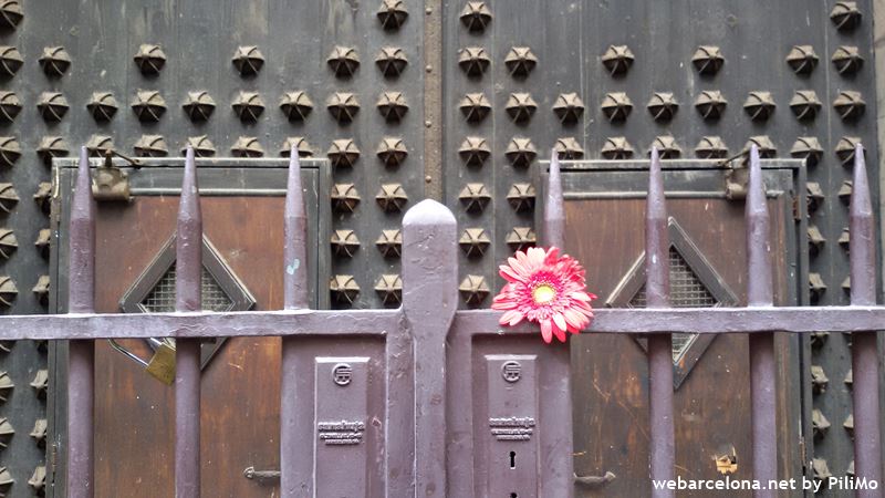 Gerbera flower on a gate of the Church of Santa Maria del Pi