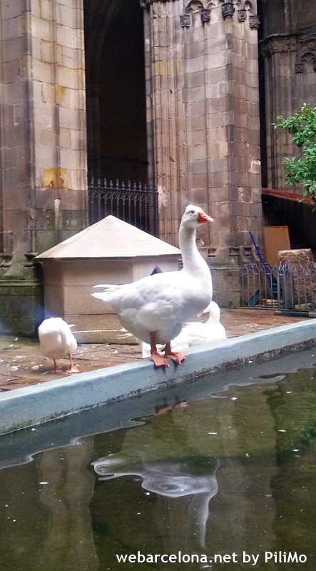Geese in the cloister of the Cathedral of Barcelona